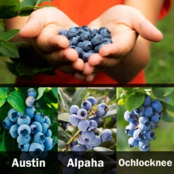 3-in-1 Blueberry Bush (Southern Highbush) -Fast Growing Trees 3 up Southern 2 Austin