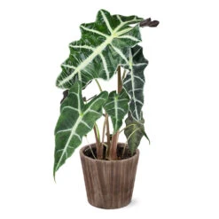 Alocasia Polly With Decorative Pot -Fast Growing Trees 5IN Brown Wilson with Alocasia Poly e43f88d9 a535 43db b620 678cc676ce45