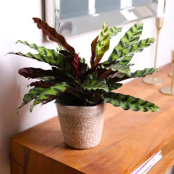 Calathea Rattlesnake With Decorative Pot 15 Calathea Rattlesnake With Decorative Pot -Fast Growing Trees 5IN Brown Wilson with Calathea Rattlesnake 7