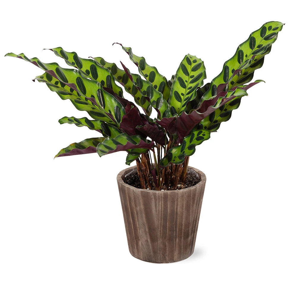 Calathea Rattlesnake With Decorative Pot 8 Calathea Rattlesnake With Decorative Pot - Image 6