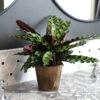 Calathea Rattlesnake With Decorative Pot 1 Calathea Rattlesnake With Decorative Pot -Fast Growing Trees 5IN Brown Wilson with Calathea Rattlesnake600x600