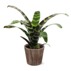 Zebra Plant In Decorative Pot 16 Zebra Plant In Decorative Pot -Fast Growing Trees 5IN Brown Wilson with Splinriet Bromeliad b0b5d4a4 c8f2 40fe b317 71eca7afa132