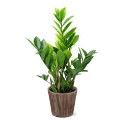 5-Inch ZZ Plant In Decorative Pot -Fast Growing Trees 5IN Brown Wilson with ZZ d9618b4a 610c 4db9 824b 52b4d125a693