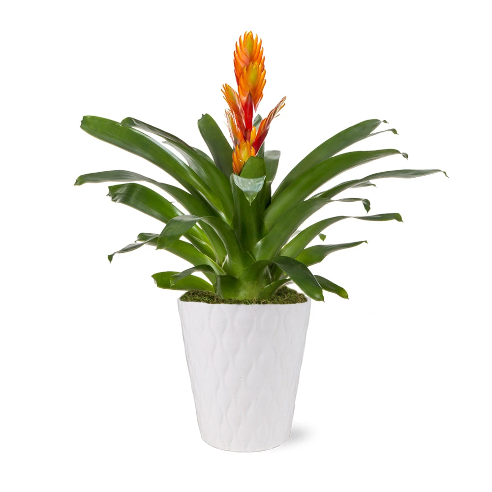 5-Inch Bromeliad In Decorative Pot 6 5-Inch Bromeliad In Decorative Pot - Image 4
