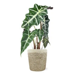 Alocasia Polly With Decorative Pot -Fast Growing Trees 5IN Jute with Alocasia Poly 39282069 e2ce 4123 89c6 404869a804ad