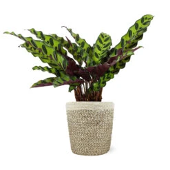 Calathea Rattlesnake With Decorative Pot 20 Calathea Rattlesnake With Decorative Pot -Fast Growing Trees 5IN Jute with Calathea Rattlesnake 8712e748 cba2 4cdf a992 b68b5f554875
