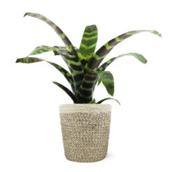 Zebra Plant In Decorative Pot 17 Zebra Plant In Decorative Pot -Fast Growing Trees 5IN Jute with Splinriet Bromeliad 88162cef 9c67 4003 9207 e88eb2700019