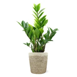 5-Inch ZZ Plant In Decorative Pot -Fast Growing Trees 5IN Jute with ZZ 1a07c7a6 5ad0 44c5 b0da 41fcc0b7d538