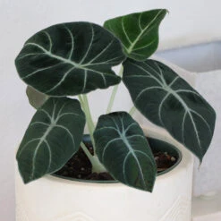Alocasia Black Velvet -Fast Growing Trees ALocasia Black Velvet 7