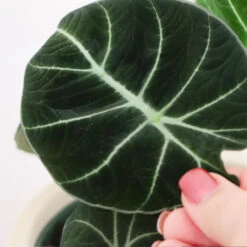 Alocasia Black Velvet -Fast Growing Trees ALocasia Black Velvet FGT 5