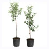 Apple Pollinator Pack 1 Apple Pollinator Pack -Fast Growing Trees APP RDE 34 5 APP GAL 34 5 600x600 214d0cc6 c1b9 4e4e 9275 3faf09e5b56e