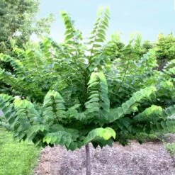 Ace Of Hearts Redbud Tree -Fast Growing Trees Ace of Hearts 2