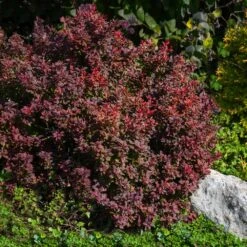 Admiration Barberry Shrub -Fast Growing Trees Admiration Barberry 2