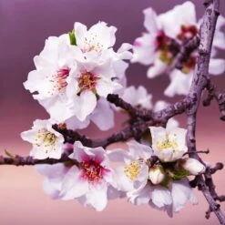 All-in-One Almond Tree -Fast Growing Trees All in One Almond 3 213f37af fac9 49c5 8a19 0aa42ca679e9