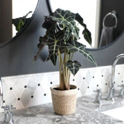 Alocasia Polly With Decorative Pot -Fast Growing Trees Alocasia 2