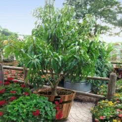 Alphonso Mango -Fast Growing Trees Alphonso Mango 1 FGT