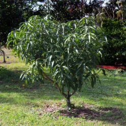 Alphonso Mango -Fast Growing Trees Alphonso Mango 6 FGT