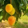 Alphonso Mango