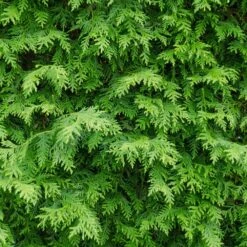 American Arborvitae -Fast Growing Trees American Arborvitae