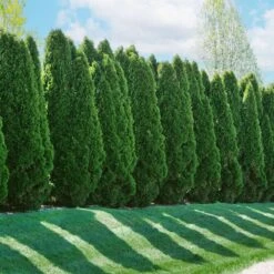 American Arborvitae -Fast Growing Trees American Arborvitae 2 FGT