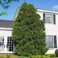 American Arborvitae -Fast Growing Trees American Arborvitae 6