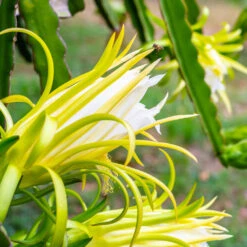 American Beauty Dragon Fruit -Fast Growing Trees American Beauty Dragon Friuit 3