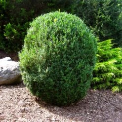 American Boxwood Shrub -Fast Growing Trees American Boxwood 1 FGT