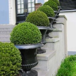 American Boxwood Shrub -Fast Growing Trees American Boxwood 3 FGT