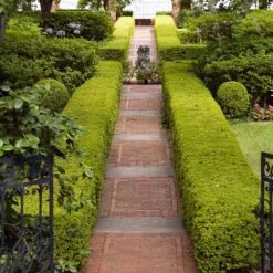 American Boxwood Shrub -Fast Growing Trees American Boxwood 6 FGT