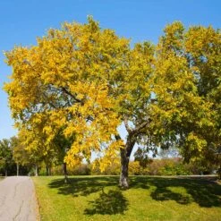 American Elm Tree -Fast Growing Trees American Elm Tree 1