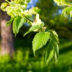 American Elm Tree -Fast Growing Trees American Elm Tree 2 FGT