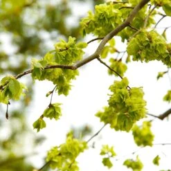 American Elm Tree -Fast Growing Trees American Elm Tree 8