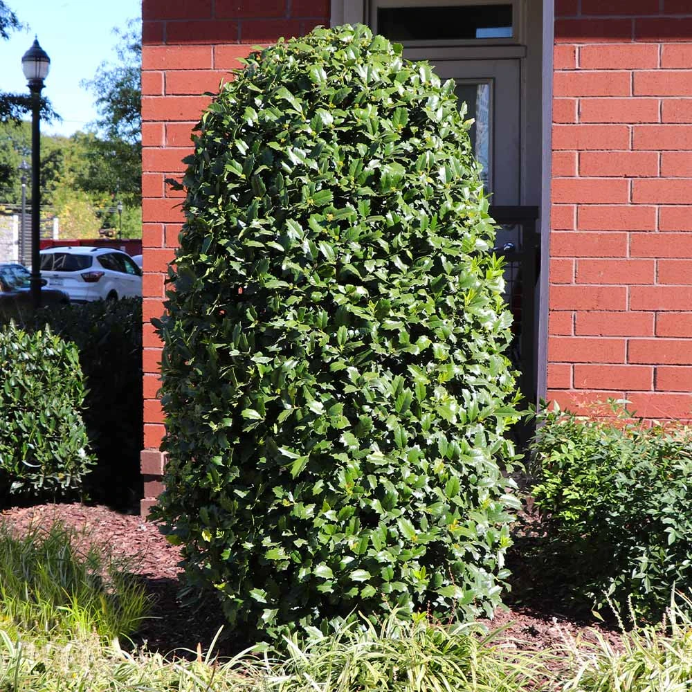 Greenleaf American Holly Shrub 7 Greenleaf American Holly Shrub - Image 5