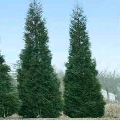 Full Speed A Hedge® American Pillar Arborvitae -Fast Growing Trees American Pillar Arborvitae 1