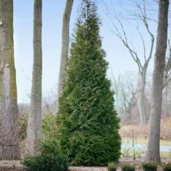 Full Speed A Hedge® American Pillar Arborvitae -Fast Growing Trees American Pillar Arborvitae 2