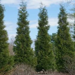 Full Speed A Hedge® American Pillar Arborvitae -Fast Growing Trees American Pillar Arborvitae 3