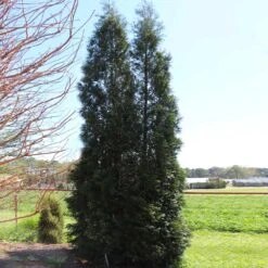 Full Speed A Hedge® American Pillar Arborvitae -Fast Growing Trees American Pillar Arborvitae 5 FGT