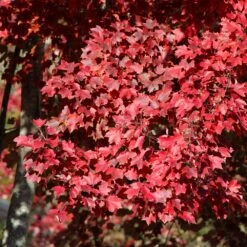 American Red Maple Tree -Fast Growing Trees American Red Maple