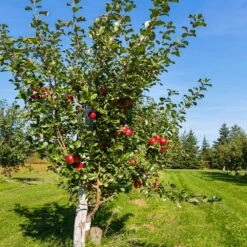 Anna Apple Tree 9 Anna Apple Tree -Fast Growing Trees Anna Apple 5 18fd1efa 6104 495b b124 94041e7fae48