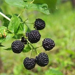 Apache Blackberry 8 Apache Blackberry -Fast Growing Trees Apache Blackberry 450 D1