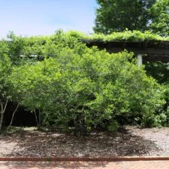 Apollo Winterberry Holly Shrub -Fast Growing Trees Apollo WInterberry 2