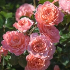 Apricot Drift® Rose 7 Apricot Drift® Rose -Fast Growing Trees Apricot Drift Rose 2