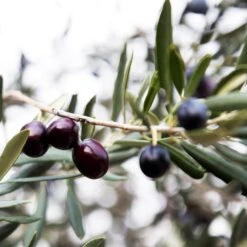 Arbequina Olive Tree - USDA Organic -Fast Growing Trees Arbequina Olive 2 FGT 59db1ad0 ae94 44e8 a3fd ed29b67f0ba4