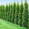 Degroot's Spire Thuja Arborvitae Tree -Fast Growing Trees Arborvitae Degroots Sprie 600x600 41708b47 2d9d 4d9d abef b3f9940bb3df