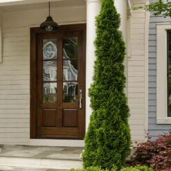 Degroot's Spire Thuja Arborvitae Tree -Fast Growing Trees Arborvitae degroots Spire 3