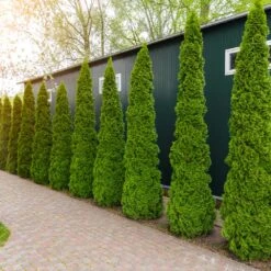 Degroot's Spire Thuja Arborvitae Tree -Fast Growing Trees Arborvitae degroots Spire 6 FGT