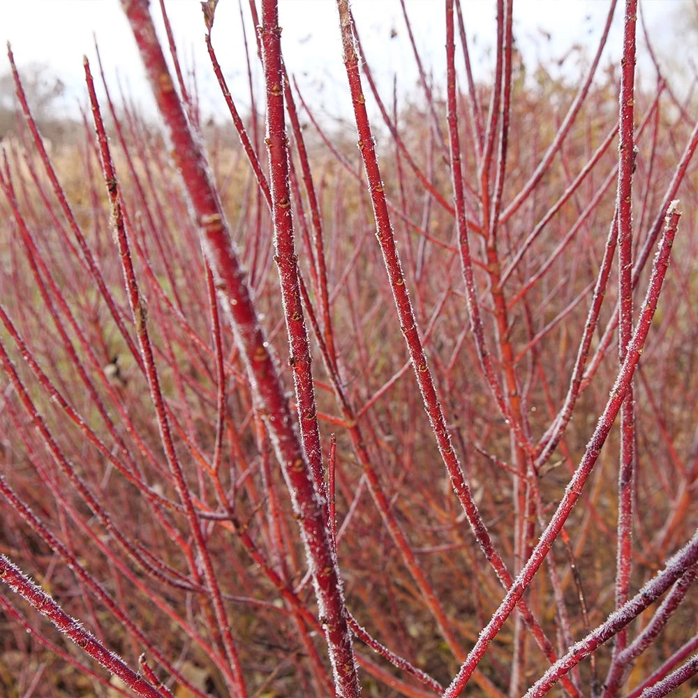 Arctic Fire® Red Twig Dogwood 5 Arctic Fire® Red Twig Dogwood - Image 3