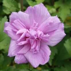 Ardens Rose Of Sharon Althea Shrub 8 Ardens Rose Of Sharon Althea Shrub -Fast Growing Trees Ardens Rose of Sharon 3