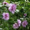 Ardens Rose Of Sharon Althea Shrub -Fast Growing Trees Ardens Rose of Sharon FGT 600x600 457c9491 47ef 4aa0 8317 eab1882be387