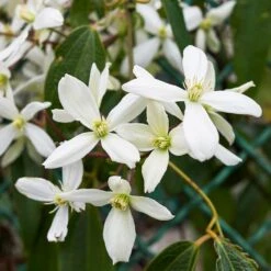 Fast Growing Trees -Fast Growing Trees Armondii Clematis 1 FGT